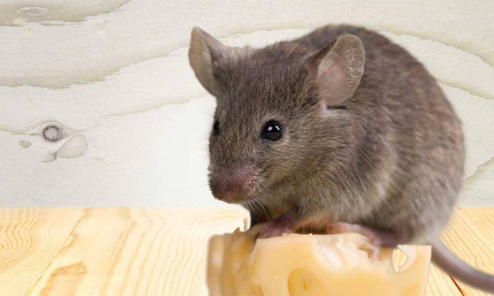 Rat-Zapper-Classic-Rat-Trap-Review